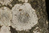 Aspicilia limitata image