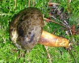 Phylloporus arenicola image