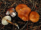 Rhodocollybia butyracea image