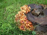 Desarmillaria tabescens image