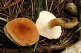 Tricholoma vaccinum image