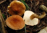 Tricholoma vaccinum image