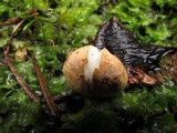 Rhizopogon bacillisporus image