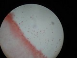 Lepiota subalba image