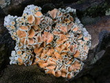 Rhizoplaca chrysoleuca image