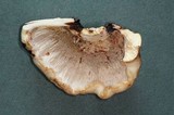 Hypomyces lateritius image