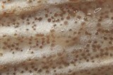 Hypomyces lateritius image