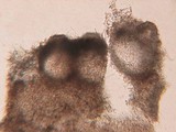 Hypomyces lateritius image