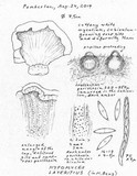 Hypomyces lateritius image