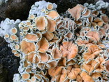 Rhizoplaca chrysoleuca image