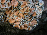 Rhizoplaca chrysoleuca image