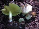 Suillus kunmingensis image