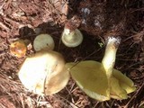Suillus kunmingensis image