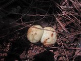 Suillus kunmingensis image