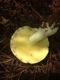 Suillus kunmingensis image