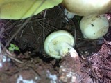 Suillus kunmingensis image