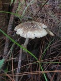 Amanita griseoverrucosa image