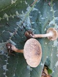 Clitocybe trulliformis image