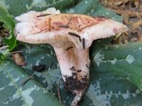 Hygrophorus purpurascens image