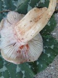 Hygrophorus purpurascens image