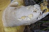 Boletus variipes image