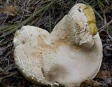 Boletus variipes image