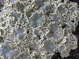 Rhizoplaca melanophthalma image