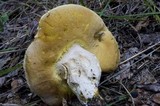 Boletus variipes image
