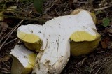Boletus variipes image