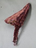 Hydnellum spongiosipes image