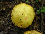 Suillus americanus image