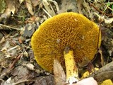 Suillus americanus image