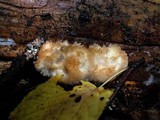 Postia ptychogaster image