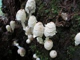 Coprinopsis variegata image