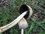 Coprinopsis variegata image