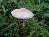 Lepiota clypeolaria image