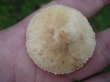 Lepiota clypeolaria image