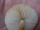 Lepiota clypeolaria image