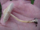 Lepiota clypeolaria image