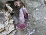 Laccaria ochropurpurea image