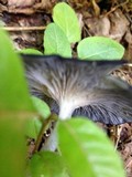 Entoloma serrulatum image