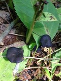 Entoloma serrulatum image