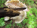 Phlebia radiata image