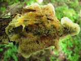 Phlebia radiata image