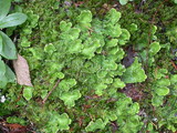 Peltigera aphthosa image