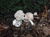 Entoloma abortivum image