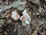 Entoloma abortivum image
