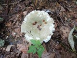Russula aeruginea image