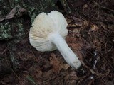 Russula aeruginea image