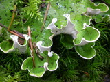 Peltigera aphthosa image